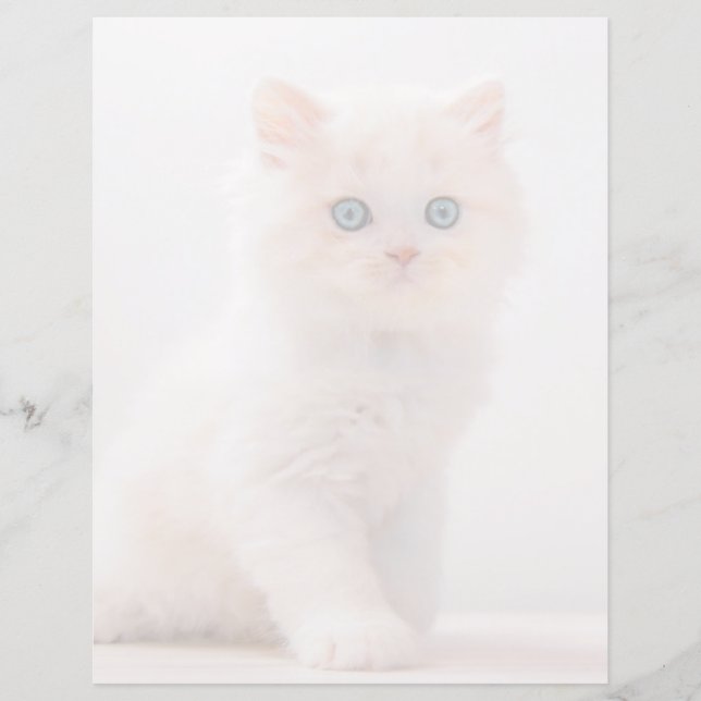 Niedliche Kleintiere | Blue Eye Kitten (Vorderseite)