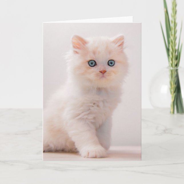 Niedliche Kleintiere | Blue Eye Kitten Karte (Vorderseite)