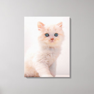 Niedliche Kleintiere   Blue Eye Kitten Leinwanddruck