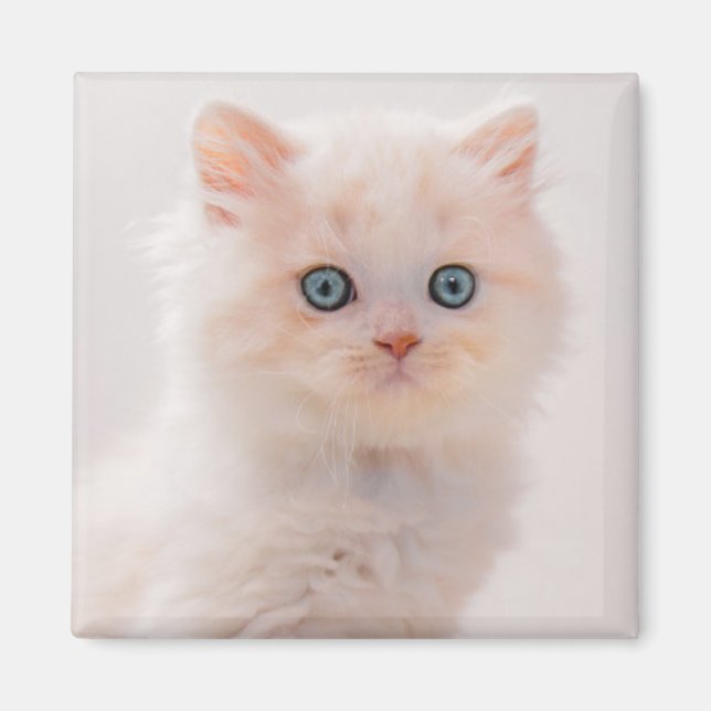 Niedliche Kleintiere | Blue Eye Kitten Magnet (Vorne)