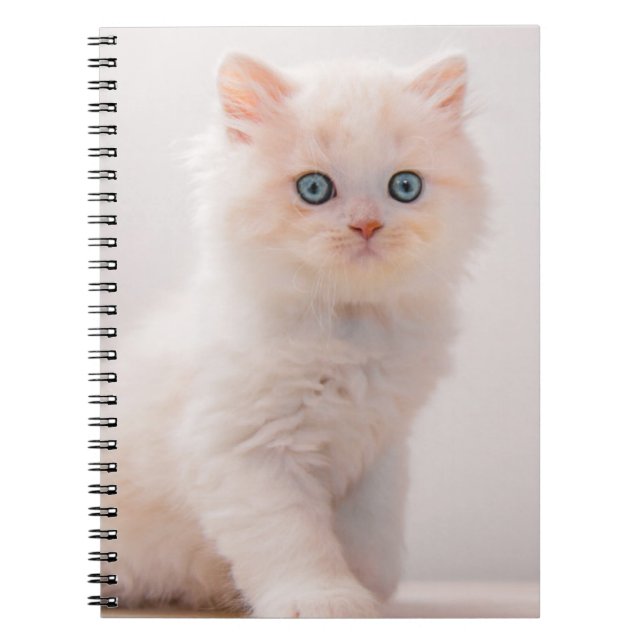 Niedliche Kleintiere | Blue Eye Kitten Notizblock (Vorderseite)