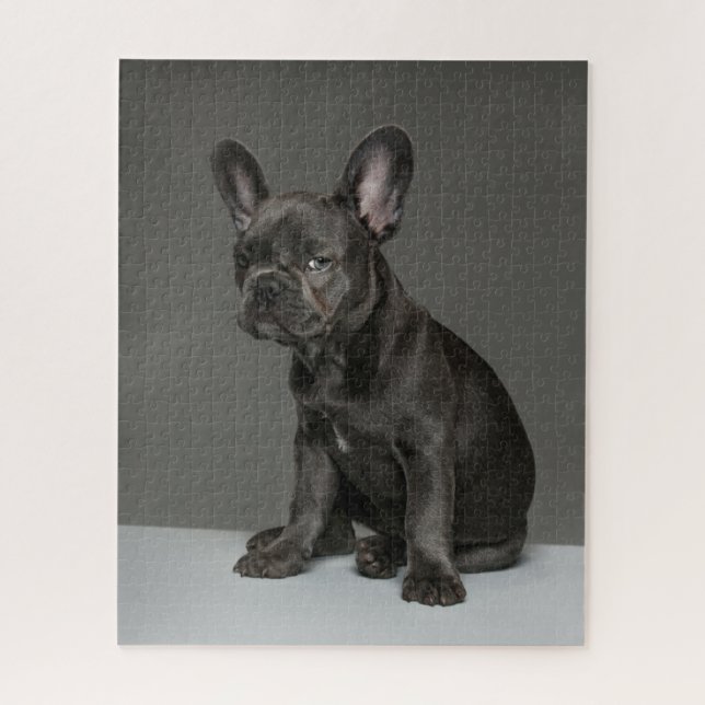 Niedliche Kleintiere | Blue French Bulldog Puppy (Vertikal)