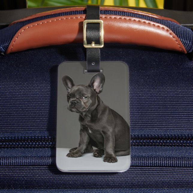Niedliche Kleintiere | Blue French Bulldog Puppy Gepäckanhänger (Vorderseite Insitu 2)