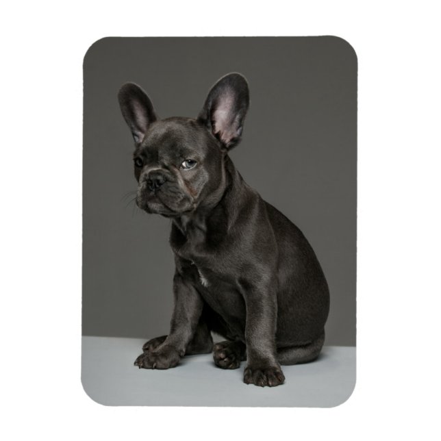 Niedliche Kleintiere | Blue French Bulldog Puppy Magnet (Vertikal)