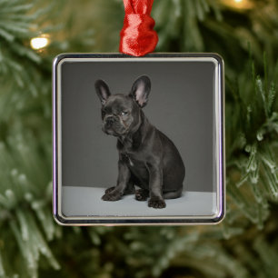 Niedliche Kleintiere   Blue French Bulldog Puppy Ornament Aus Metall