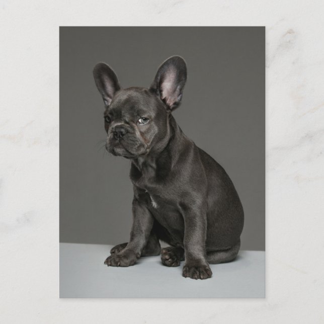 Niedliche Kleintiere | Blue French Bulldog Puppy Postkarte (Vorderseite)