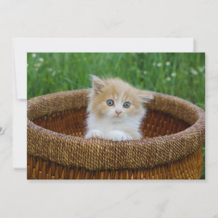 Niedliche Kleintiere Blue Mit Augen Kitten Dankeskarte