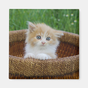 Niedliche Kleintiere Blue Mit Augen Kitten Magnet