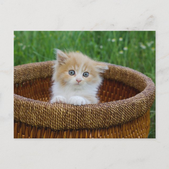 Niedliche Kleintiere | Blue Mit Augen Kitten Postkarte (Vorderseite)