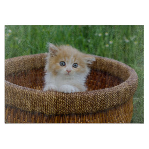 Niedliche Kleintiere   Blue Mit Augen Kitten Schneidebrett