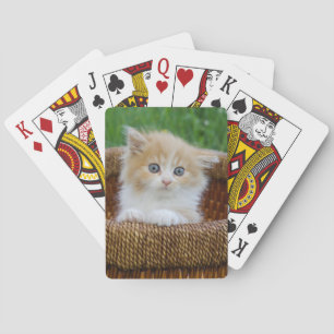 Niedliche Kleintiere Blue Mit Augen Kitten Spielkarten