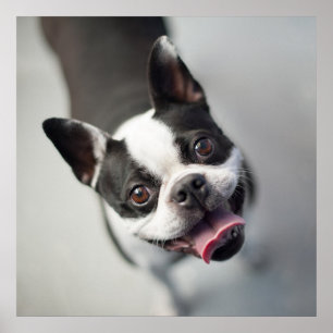 Niedliche Kleintiere Boston Bulldog Smile Poster
