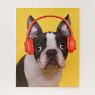 Niedliche Kleintiere   Boston Terrier Kopfhörer