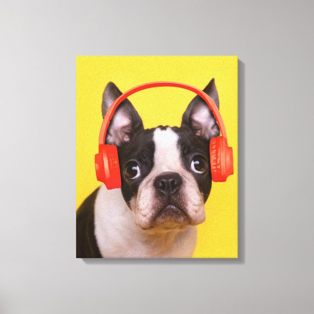 Niedliche Kleintiere | Boston Terrier Kopfhörer Leinwanddruck (Vorderseite)