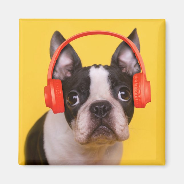 Niedliche Kleintiere | Boston Terrier Kopfhörer Magnet (Vorne)