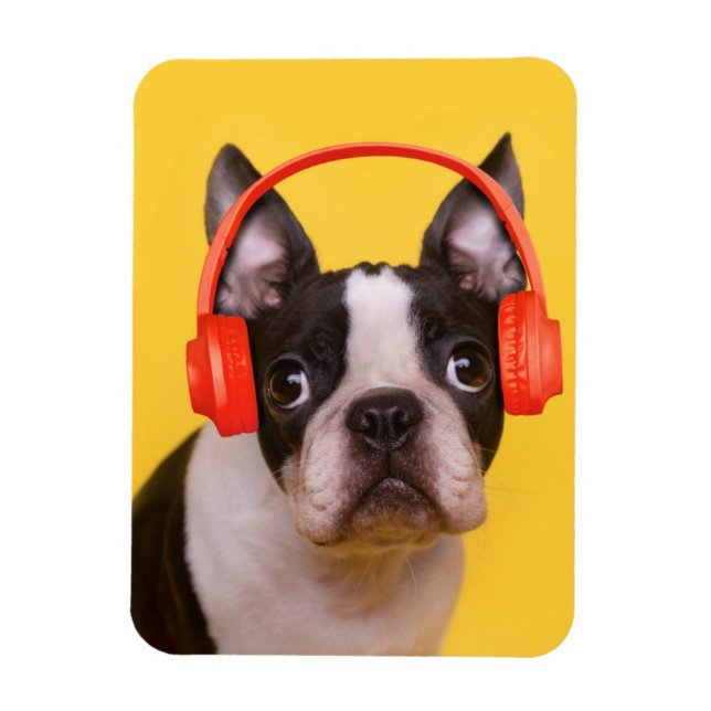 Niedliche Kleintiere | Boston Terrier Kopfhörer Magnet (Vertikal)