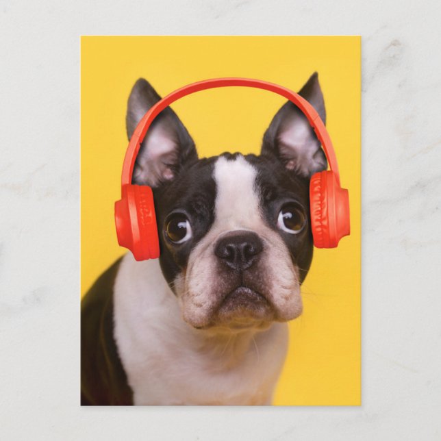Niedliche Kleintiere | Boston Terrier Kopfhörer Postkarte (Vorderseite)