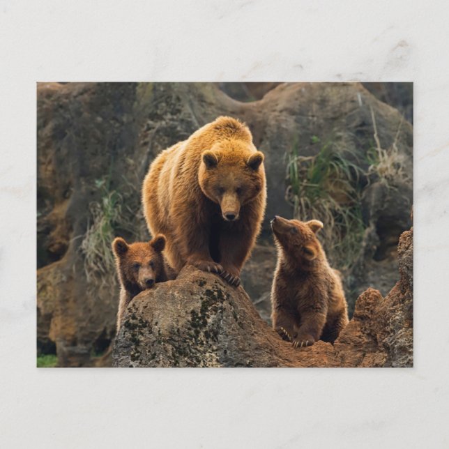 Niedliche Kleintiere | Braunbärenfamilie Postkarte (Vorderseite)
