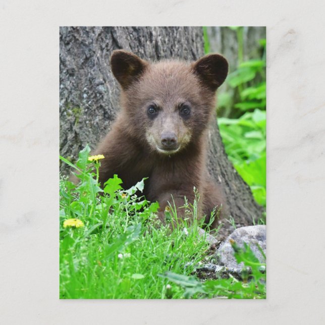 Niedliche Kleintiere | Braunbärenkuppe Postkarte (Vorderseite)