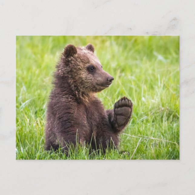Niedliche Kleintiere | Braune Bärenwölfe Postkarte (Vorderseite)