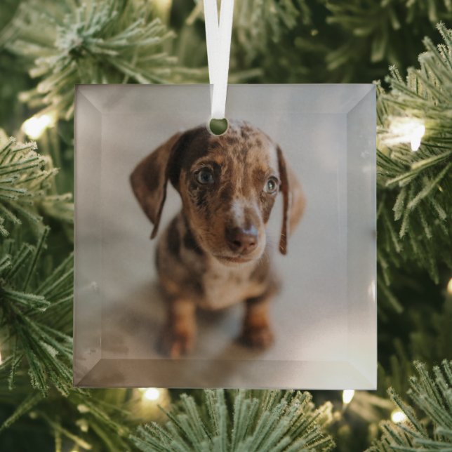 Niedliche Kleintiere | Braune Dackel Welpe Ornament Aus Glas (Insitu)
