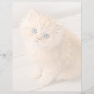 Niedliche Kleintiere British Longhair Kitten
