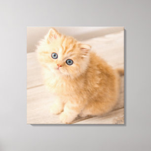 Niedliche Kleintiere   British Longhair Kitten Leinwanddruck