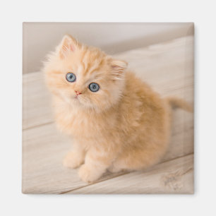 Niedliche Kleintiere British Longhair Kitten Magnet