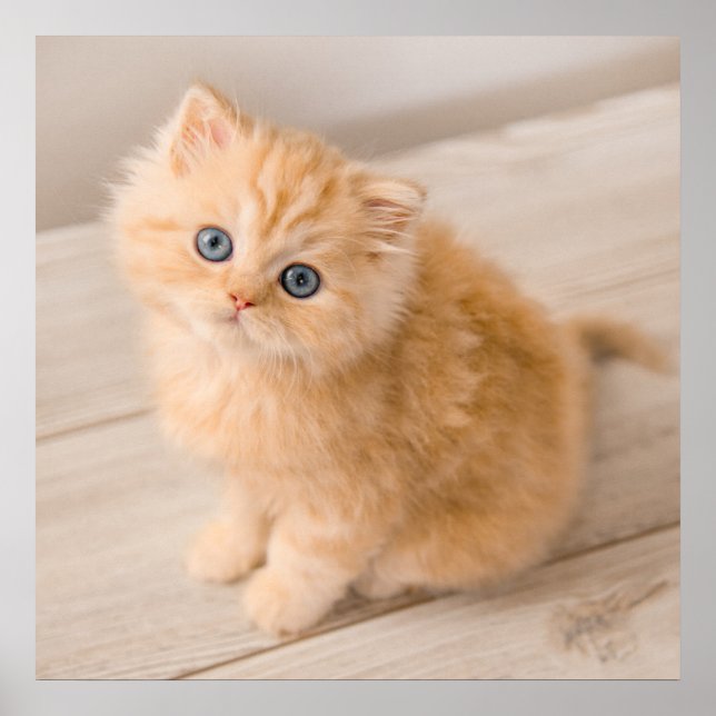 Niedliche Kleintiere | British Longhair Kitten Poster (Vorne)