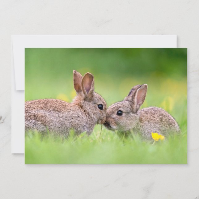 Niedliche Kleintiere | Bunny Kiss Dankeskarte (Vorderseite)