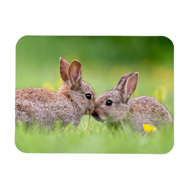 Niedliche Kleintiere | Bunny Kiss Magnet (Horizontal)
