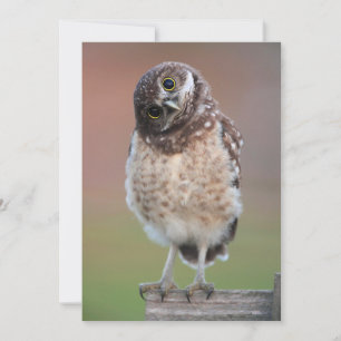 Niedliche Kleintiere Burning Owl Owlet Dankeskarte