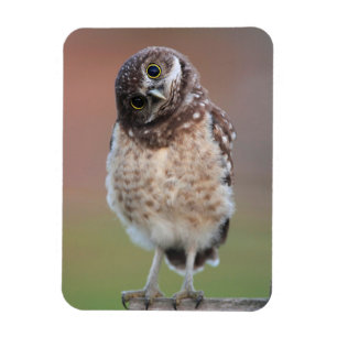 Niedliche Kleintiere   Burning Owl Owlet Magnet