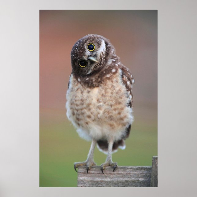 Niedliche Kleintiere | Burning Owl Owlet Poster (Vorne)