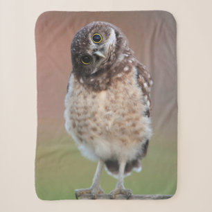 Niedliche Kleintiere   Burning Owl Owlet Sherpadecke