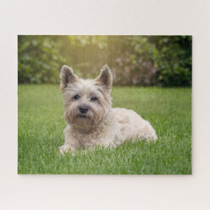 Niedliche Kleintiere   Cairn Terrier Dog