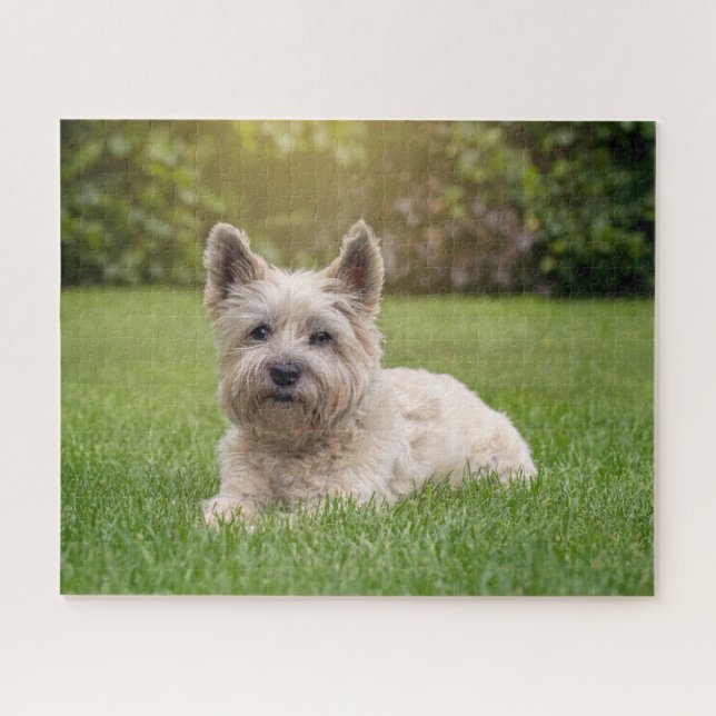 Niedliche Kleintiere | Cairn Terrier Dog (Horizontal)