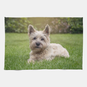 Niedliche Kleintiere   Cairn Terrier Dog Geschirrtuch