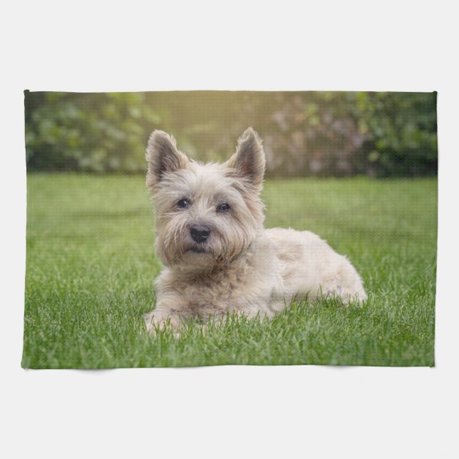 Niedliche Kleintiere | Cairn Terrier Dog Geschirrtuch (Horizontal)