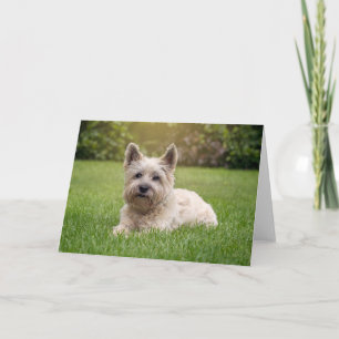Niedliche Kleintiere Cairn Terrier Dog Karte