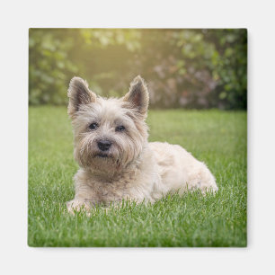 Niedliche Kleintiere   Cairn Terrier Dog Magnet