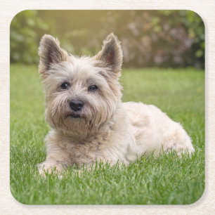 Niedliche Kleintiere   Cairn Terrier Dog Rechteckiger Pappuntersetzer