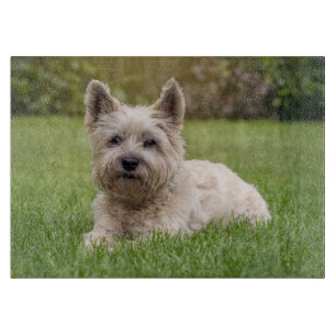 Niedliche Kleintiere Cairn Terrier Dog Schneidebrett