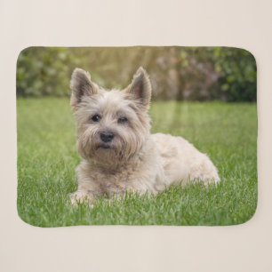 Niedliche Kleintiere Cairn Terrier Dog Sherpadecke
