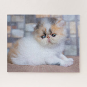 Niedliche Kleintiere Calico Persian Kitten