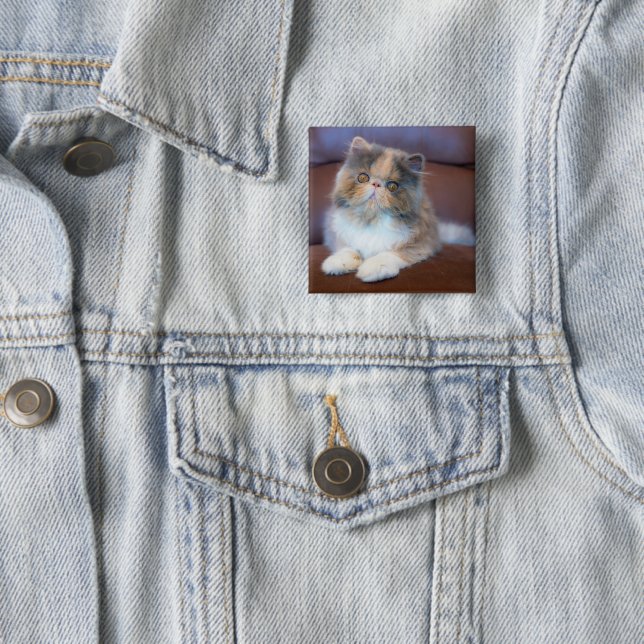 Niedliche Kleintiere | Calico Persian Kitten Button (Beispiel)