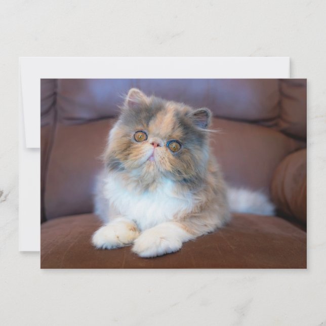 Niedliche Kleintiere | Calico Persian Kitten Dankeskarte (Vorderseite)