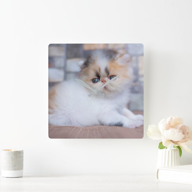 Niedliche Kleintiere | Calico Persian Kitten Quadratische Wanduhr (Zuhause)