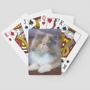 Niedliche Kleintiere   Calico Persian Kitten Spielkarten