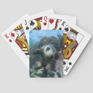 Niedliche Kleintiere   Cape-Fur-Siegel Spielkarten